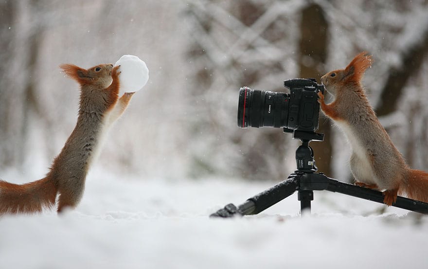 squirrel-photography-russia-vadim-trunov-7