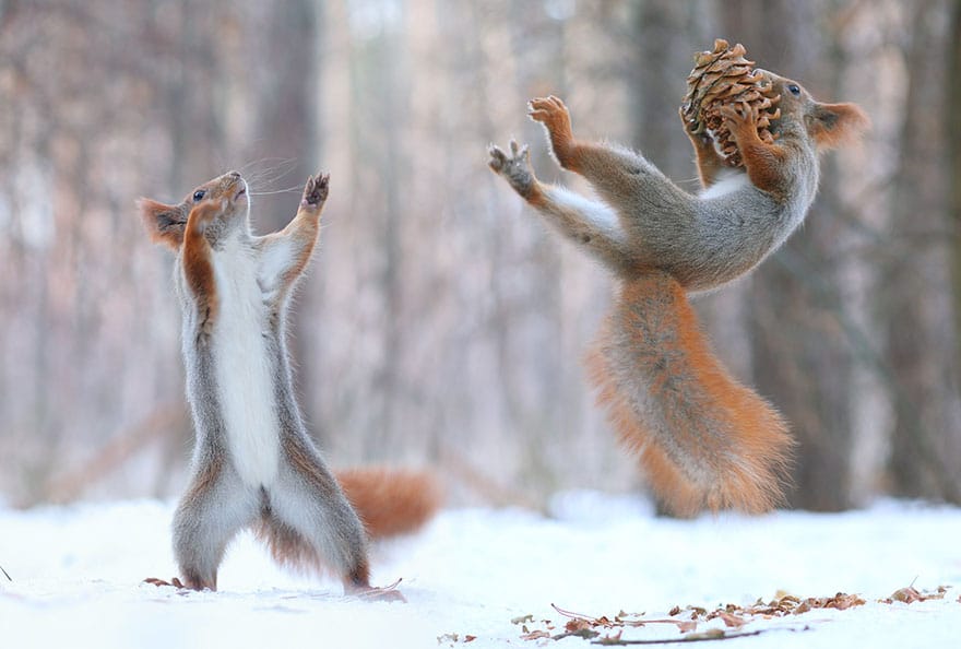 squirrel-photography-russia-vadim-trunov-8