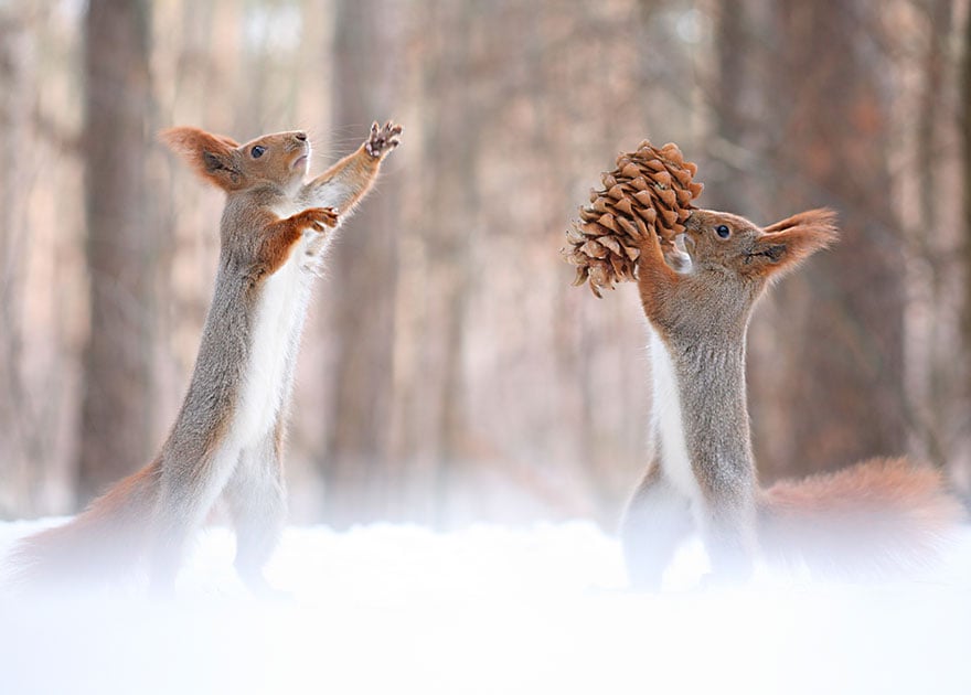 squirrel-photography-russia-vadim-trunov-9