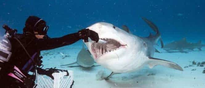 Στο εσωτερικό του στόματος ενός καρχαρία (2)