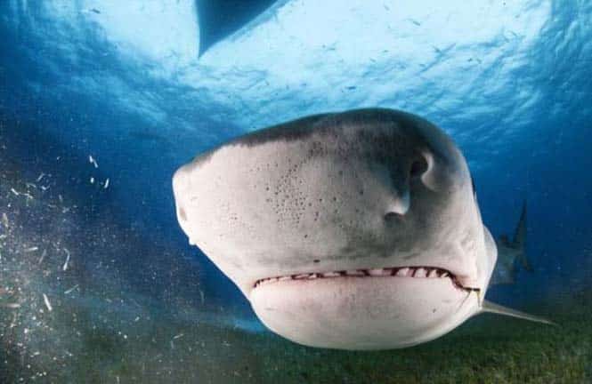 Στο εσωτερικό του στόματος ενός καρχαρία (5)