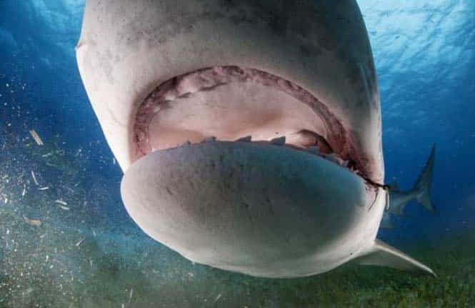 Στο εσωτερικό του στόματος ενός καρχαρία (8)