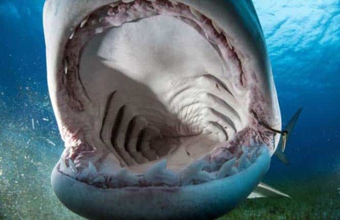 Στο εσωτερικό του στόματος ενός καρχαρία (9)