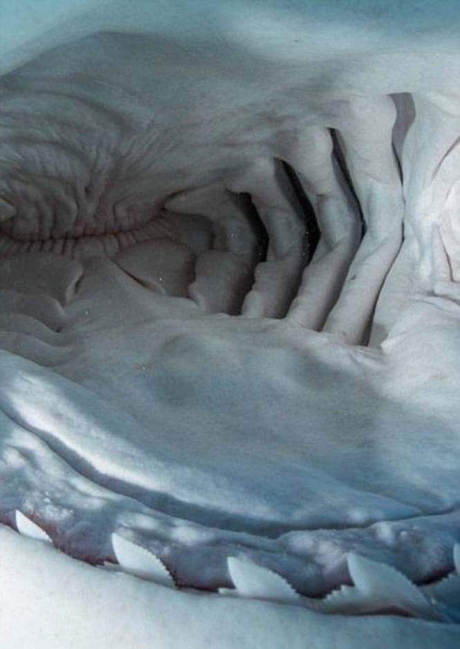 Στο εσωτερικό του στόματος ενός καρχαρία (10)