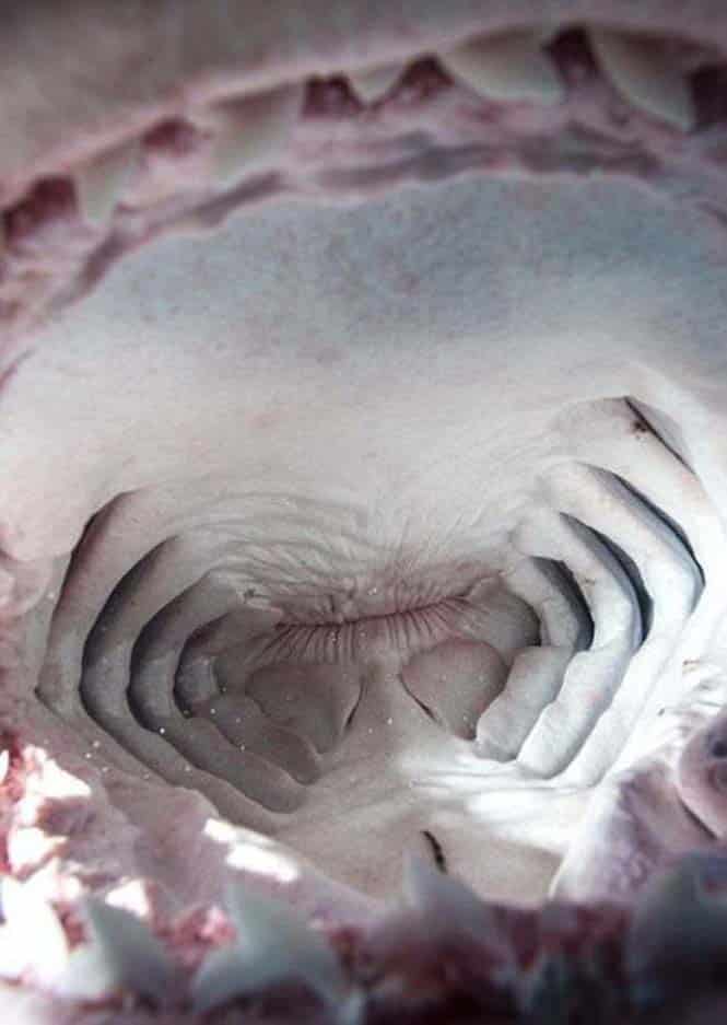 Στο εσωτερικό του στόματος ενός καρχαρία (11)