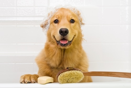 top 4 tips for washing your dog 16001188 800943368 0 14083447 500