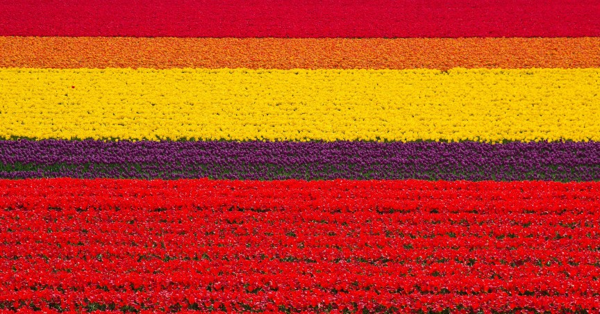 Tulip Fields Tulip Fields