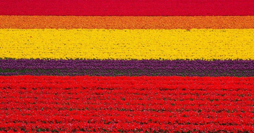 Tulip Fields