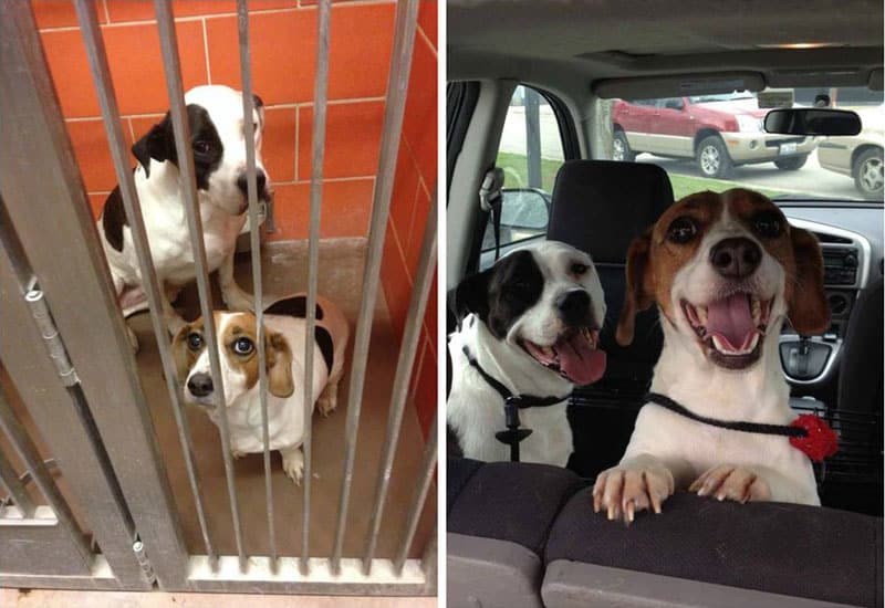 two-dogs-adoption-happiness-then-and-now-sad-happy
