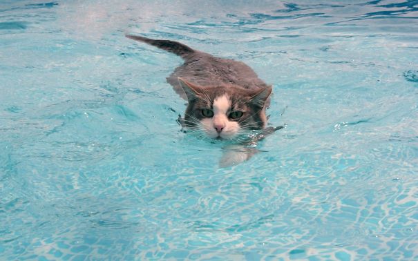 water-cats-animals-swimming-1568212-2560x1600__605