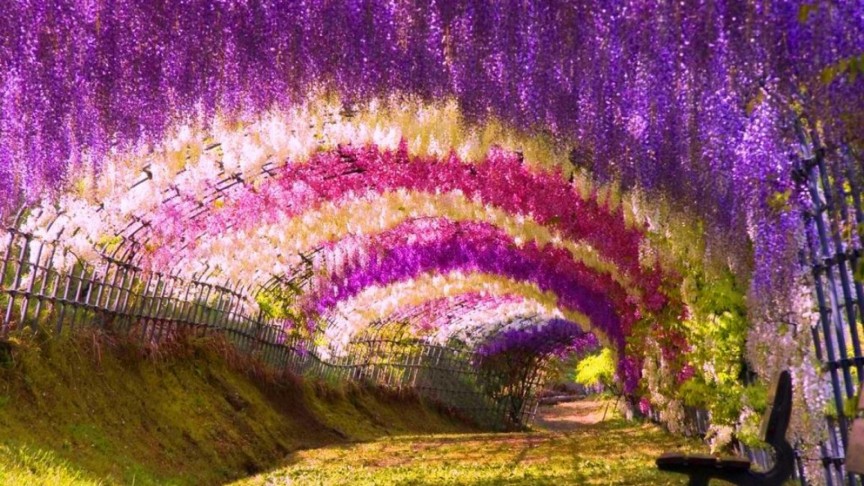 Wisteria Flower Tunnel