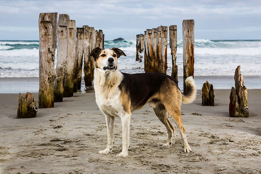 working-dog-photography-shepherds-realm-andrew-fladeboe-10