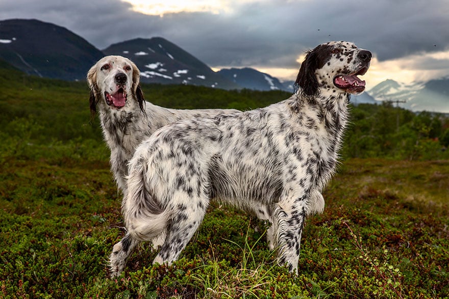 working dog photography shepherds realm andrew fladeboe 17