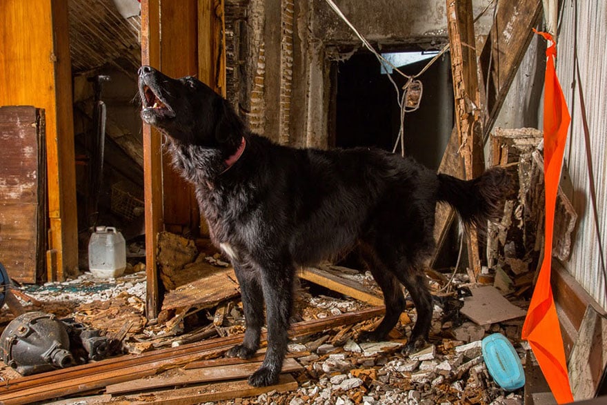 working-dog-photography-shepherds-realm-andrew-fladeboe-20