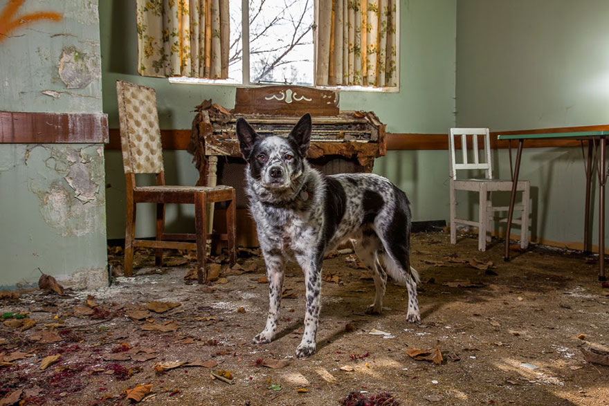 working dog photography shepherds realm andrew fladeboe 21