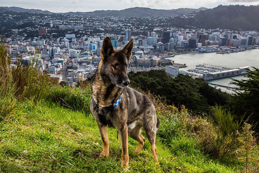 working-dog-photography-shepherds-realm-andrew-fladeboe-24