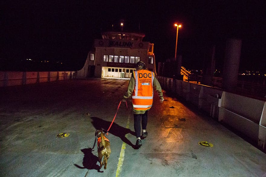 working dog photography shepherds realm andrew fladeboe 25