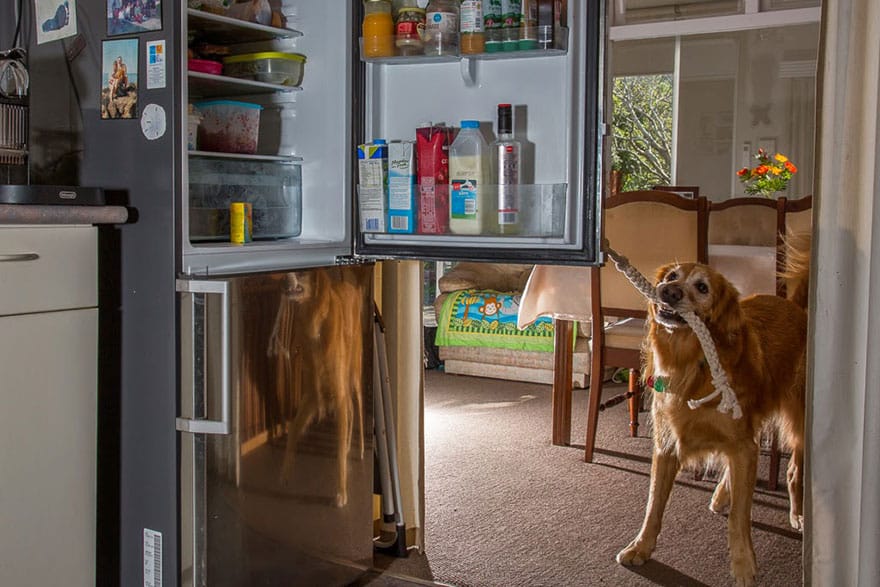 working dog photography shepherds realm andrew fladeboe 29