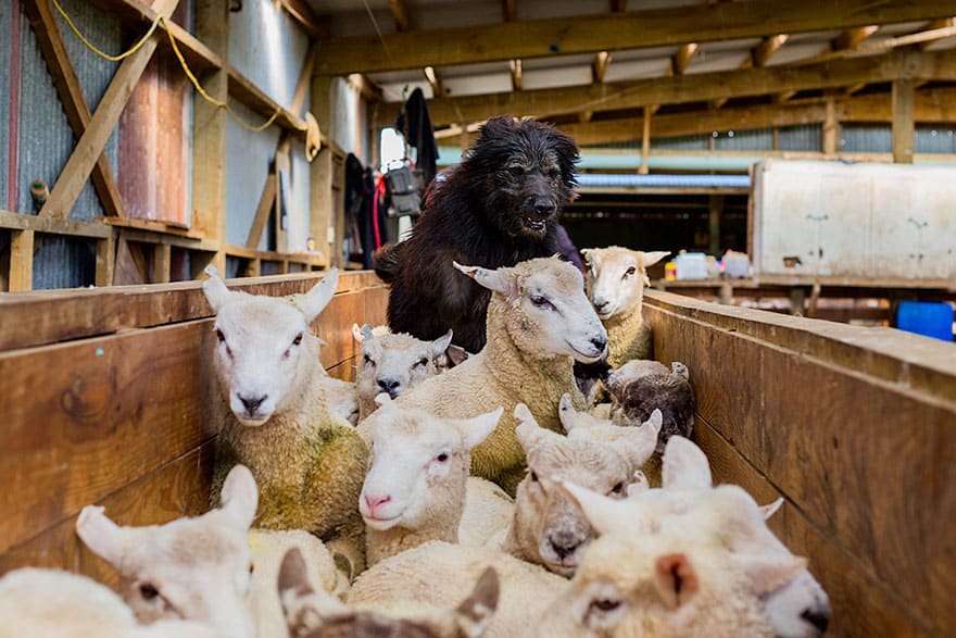 working-dog-photography-shepherds-realm-andrew-fladeboe-6