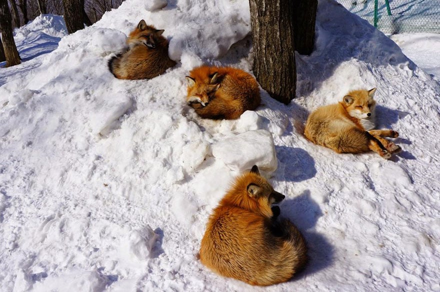 zao-fox-village-japan-15