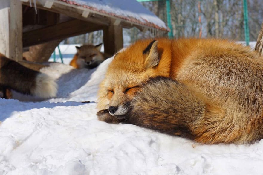 zao-fox-village-japan-18