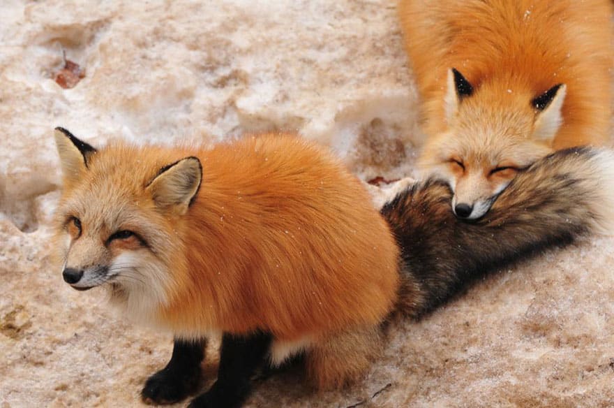 zao-fox-village-japan-26