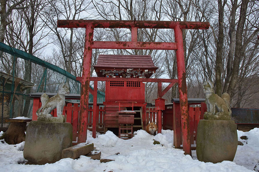 zao-fox-village-japan-33