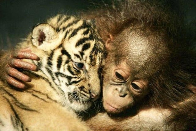tilestwra.gr - zoaki11 16 όμορφες εικόνες με ζώα που γνωρίζουν πολύ καλά τι είναι αγάπη!