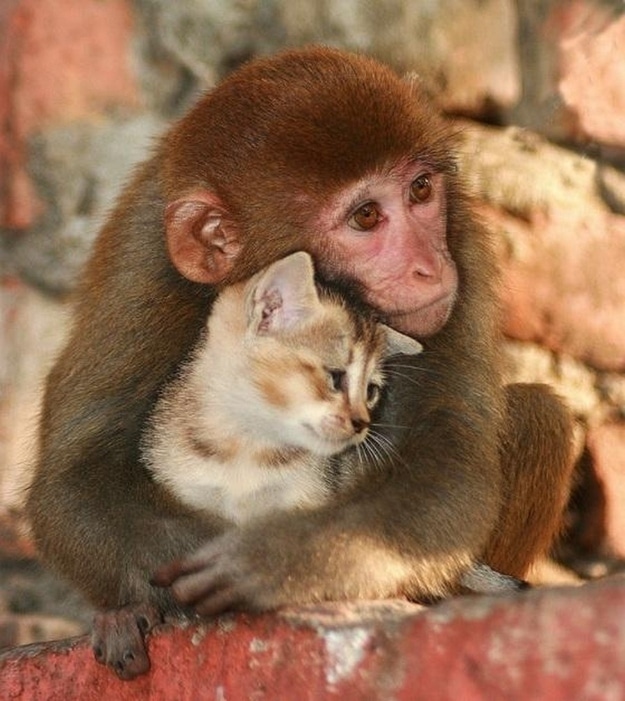 tilestwra.gr - zoaki14 16 όμορφες εικόνες με ζώα που γνωρίζουν πολύ καλά τι είναι αγάπη!