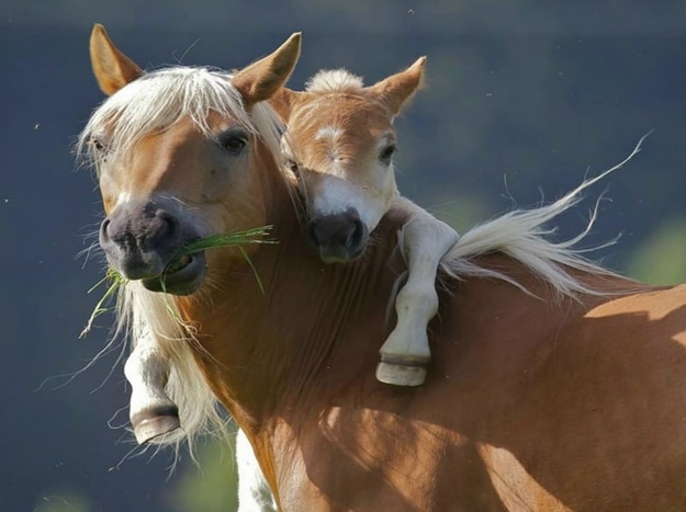 tilestwra.gr - zoaki3 16 όμορφες εικόνες με ζώα που γνωρίζουν πολύ καλά τι είναι αγάπη!