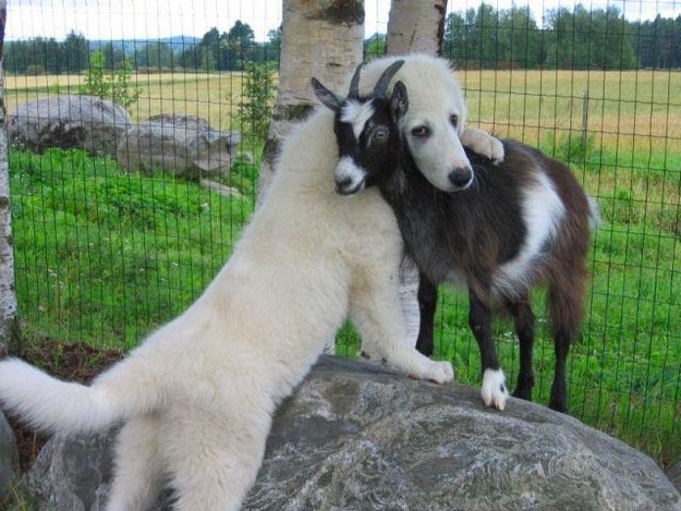 tilestwra.gr - zoaki5 16 όμορφες εικόνες με ζώα που γνωρίζουν πολύ καλά τι είναι αγάπη!