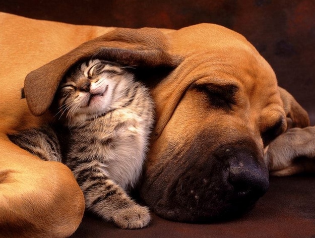 tilestwra.gr - zoaki6 16 όμορφες εικόνες με ζώα που γνωρίζουν πολύ καλά τι είναι αγάπη!