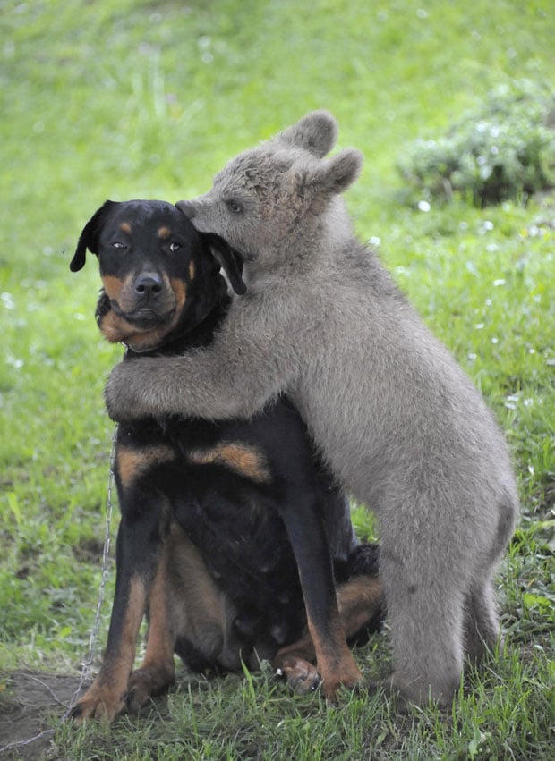 tilestwra.gr - zoaki9 16 όμορφες εικόνες με ζώα που γνωρίζουν πολύ καλά τι είναι αγάπη!