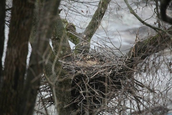 0.-Nest-600x400