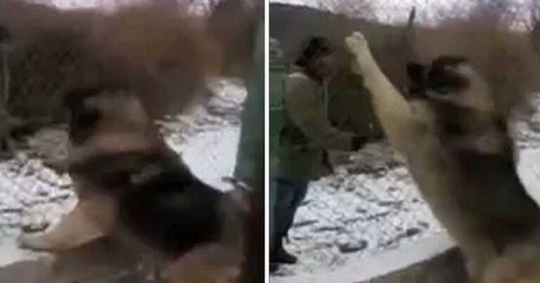 Ποιμενικός Καυκάσου: Ο μεγαλύτερος σκύλος του κόσμου! (βίντεο)