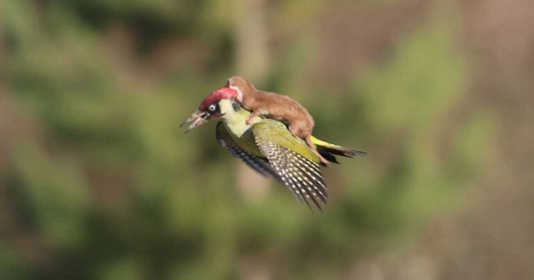 Μια μικρή νυφίτσα κάνει μια διαφορετική βόλτα στην πλάτη ενός τρυποκάρυδου! Όχι όμως για αυτό που νομίζετε…