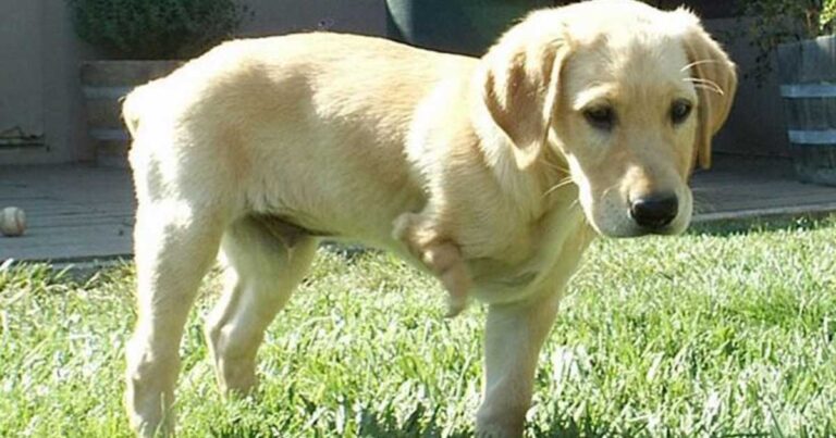 Ένας αγρότης είπε σε ένα αγόρι να μην αγοράσει ένα ακρωτηριασμένο κουτάβι. Δεν περίμενε όμως αυτή την απάντηση του αγοριού.