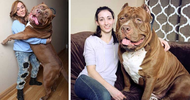 Χάλκ, Ίσως το μεγαλύτερο Pitbull στο κόσμο και ακόμη μεγαλώνει!