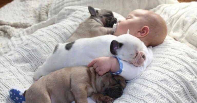 Τρυφερές φωτογραφίες ενός μωρού από κουταβάκια μπουλντόγκ!