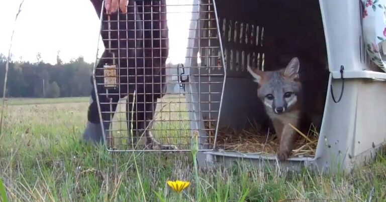 Τα ζώα αυτά έζησαν όλη τους τη ζωή σε κλουβιά. Δείτε την αντίδραση τους όταν τα άφησαν ελεύθερα.
