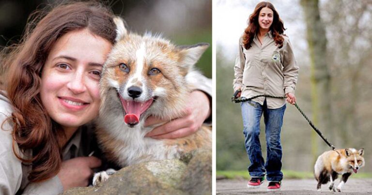 Η αλεπού που νομίζει ότι είναι… σκύλος! Η αφεντικίνα της που την έσωσε και την πήρε σπίτι της!