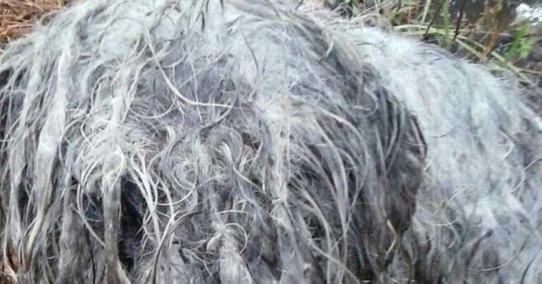 Παραλίγο να φύγουν όταν τον είδαν δεμένο σε ένα δέντρο. Ευτυχώς όμως δεν έφυγαν και τον έσωσαν!