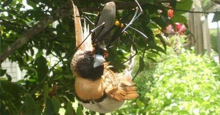 Παράξενα πλάσματα από το ζωικό βασίλειο που βλέπεις μόνο στην Αυστραλία!