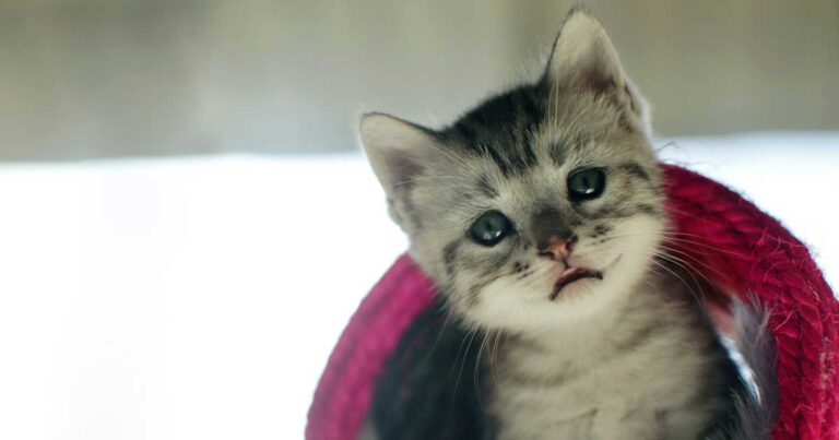 11 λόγοι που οι γάτες μας φέρνουν περισσότερη ευτυχία στη ζωή μας!