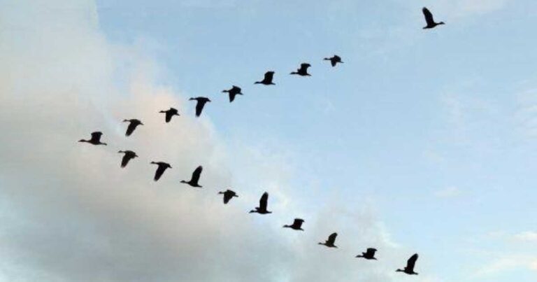 Δείτε το λόγο που τα πουλιά πετούν σε σχηματισμό V.