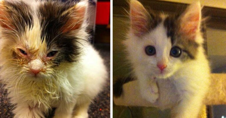 15 φωτογραφίες από γάτες που διασώθηκαν και βρήκαν ένα ζεστό σπίτι. Δείτε το πριν και το μετά