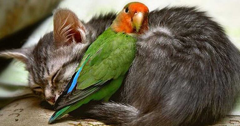 19 μοναδικά και ζωντανά χνουδωτά «μαξιλάρια» σε τρυφερές φωτογραφίες