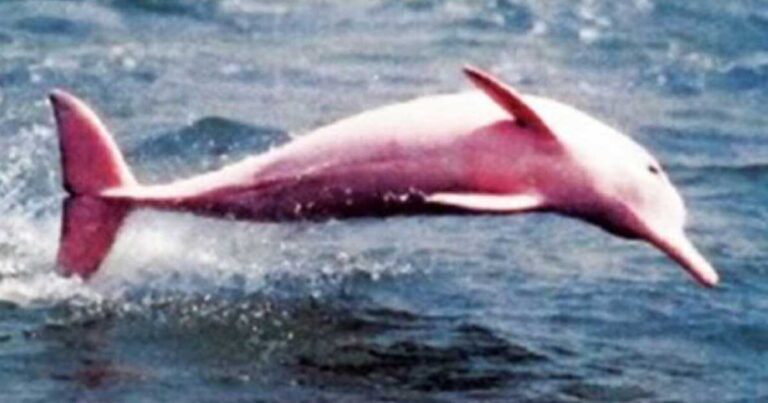 Αξιολάτρευτα ζώα που γεννήθηκαν με λάθος χρώματα! (όχι δεν είναι Photoshop!)