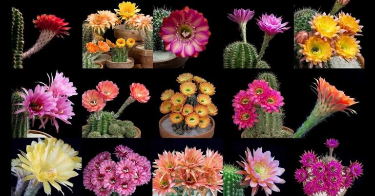 Μοναδικό βίντεο που δείχνει κάκτους να ανθίζουν!