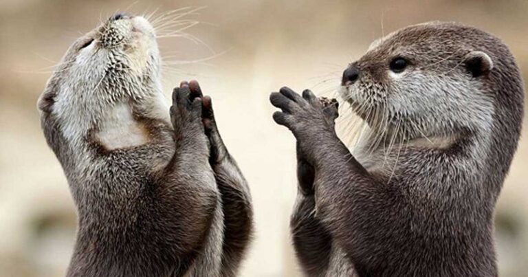 Απίθανες φωτογραφίες από βίδρες που προσεύχονται και μια… χαμογελαστή κουκουβάγια!